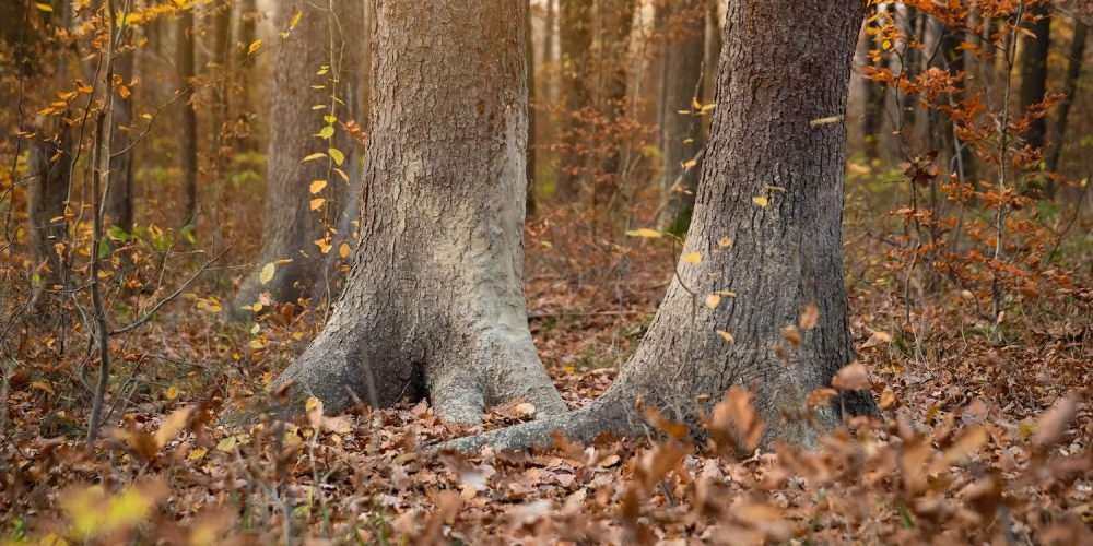 Segheria e Legnami Chiabotti lavorazioni legno castagno