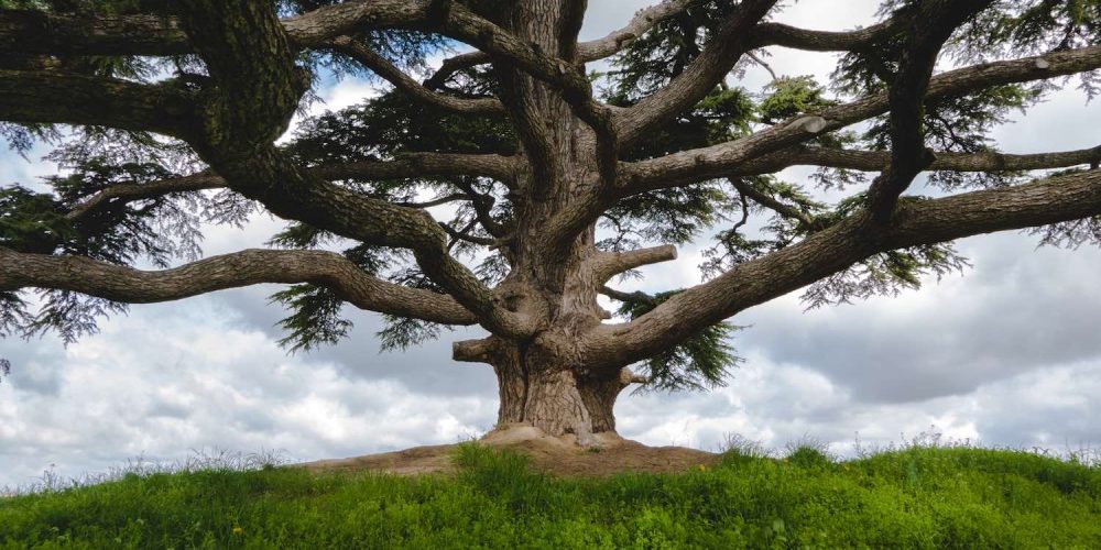 Segheria e Legnami Chiabotti lavorazioni legno cedro