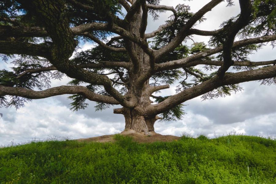 Segheria e Legnami Chiabotti lavorazioni legno cedro