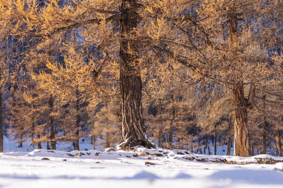 Segheria e Legnami Chiabotti lavorazioni legno larice