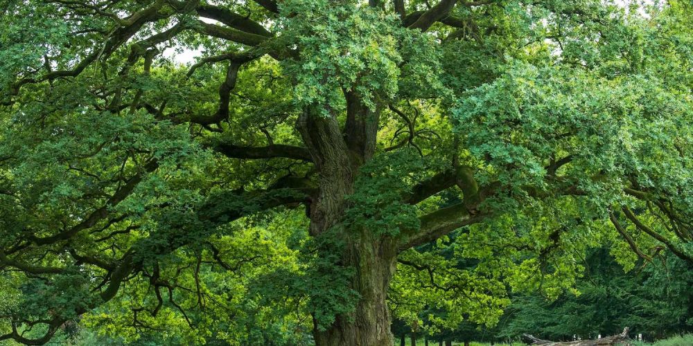 Segheria e Legnami Chiabotti lavorazioni legno rovere